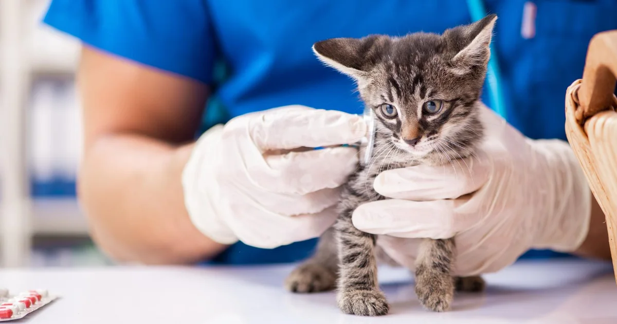 A rescue kitten receiving veterinary attention